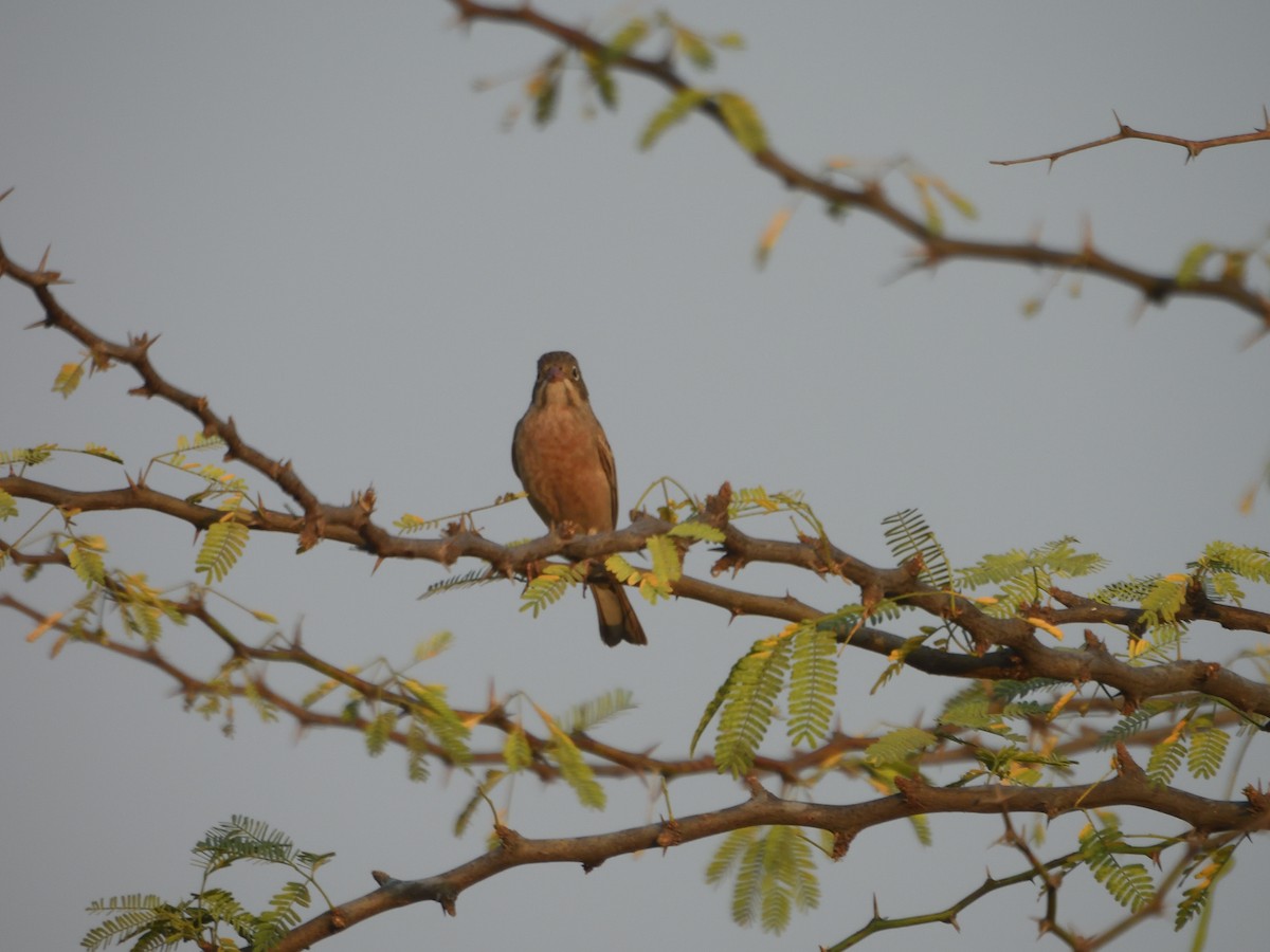 Gray-necked Bunting - ML616659635