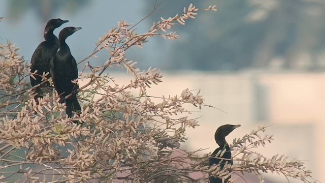 Pygmy Cormorant - ML616659692