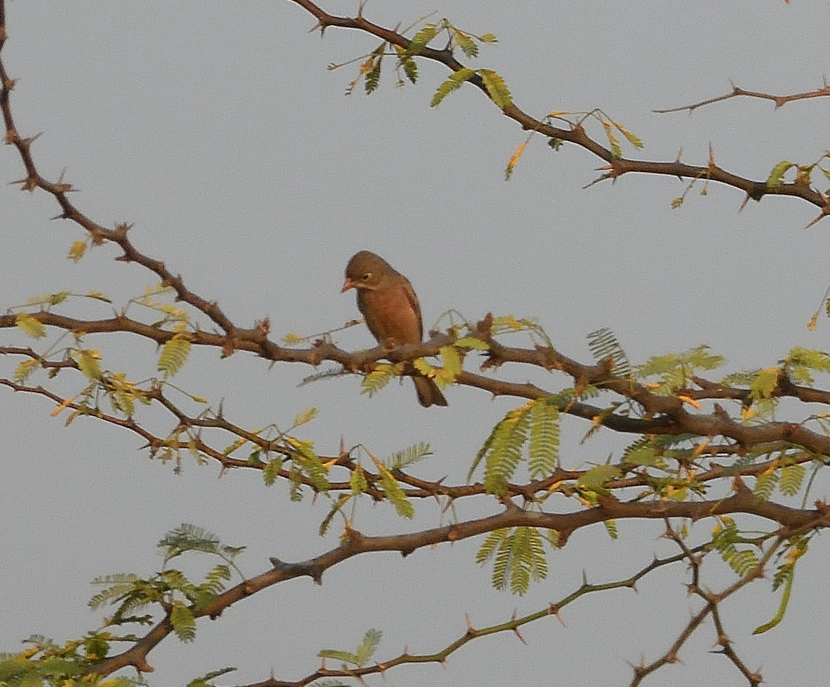 Gray-necked Bunting - ML616659694