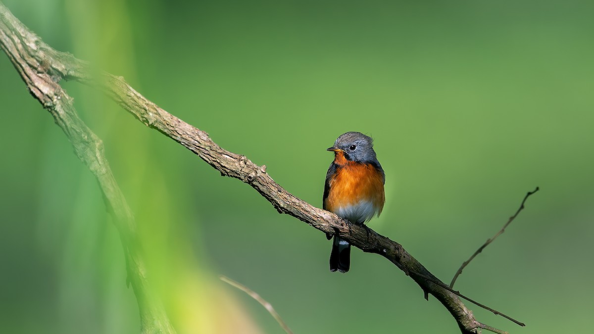 Kashmir Flycatcher - ML616659718