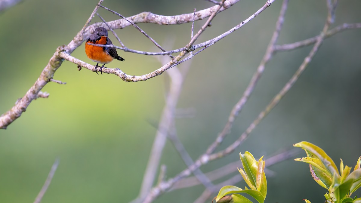 Kashmir Flycatcher - ML616659720