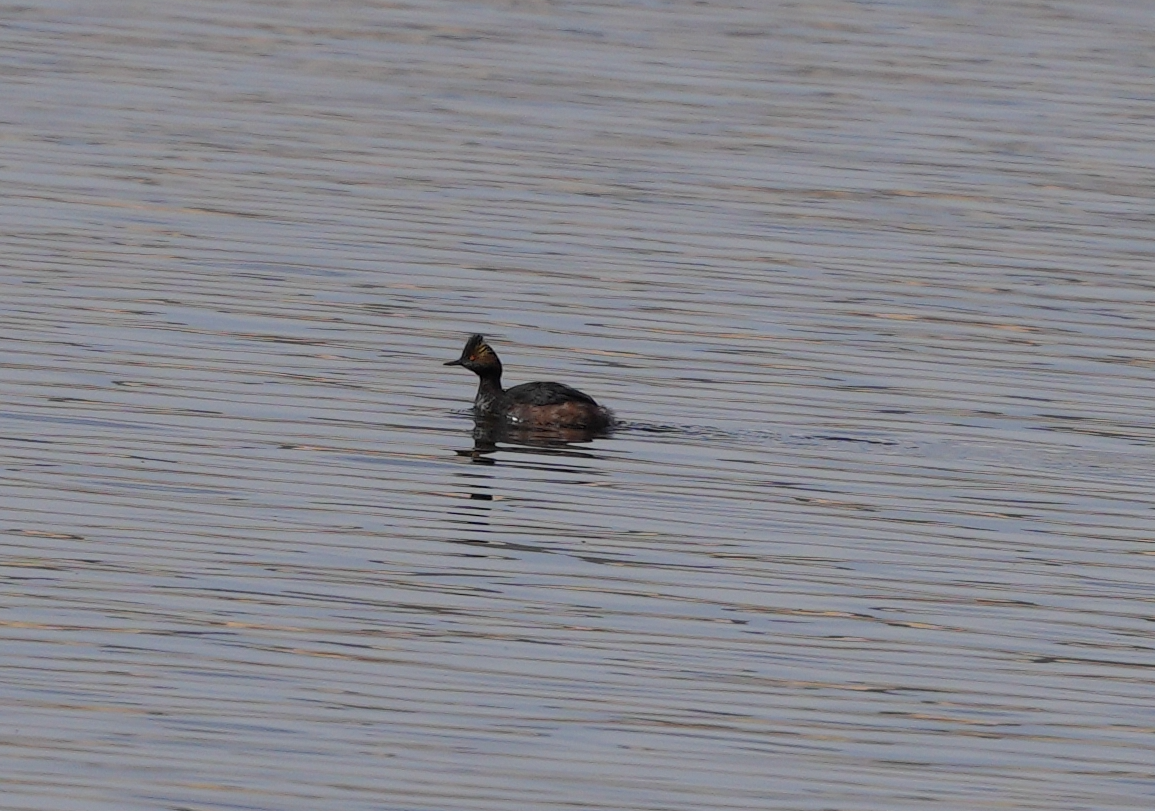 Eared Grebe - ML616659734