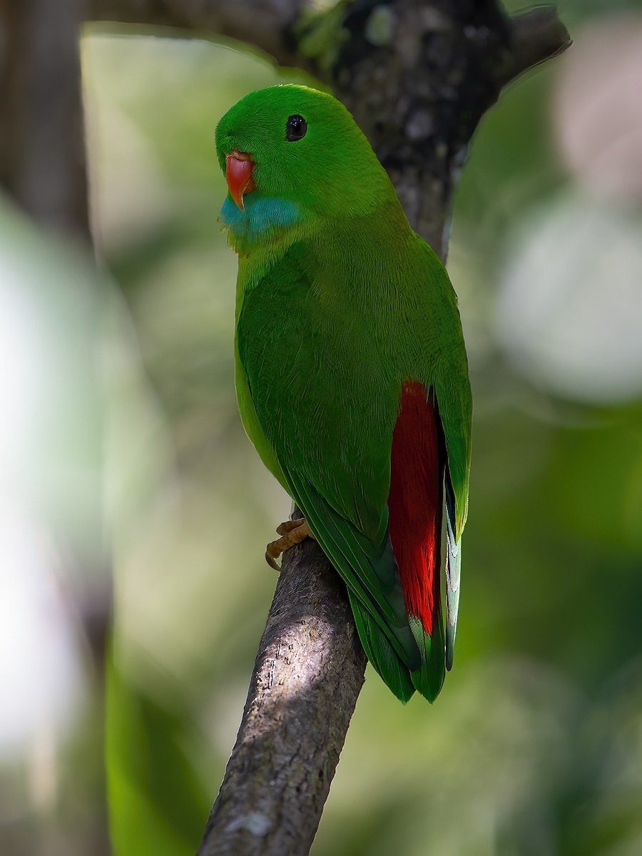 Vernal Hanging-Parrot - ML616659755