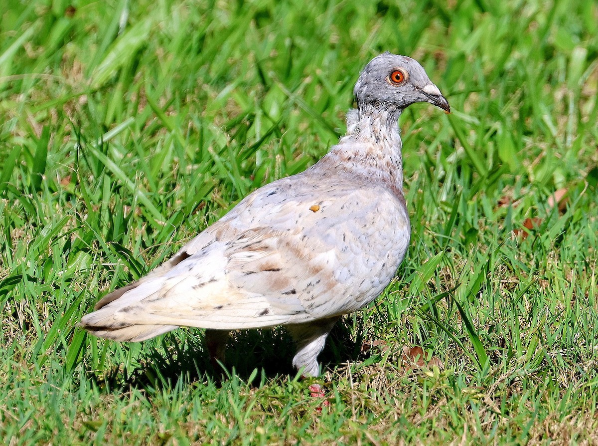 Rock Pigeon (Feral Pigeon) - Lorix Bertling