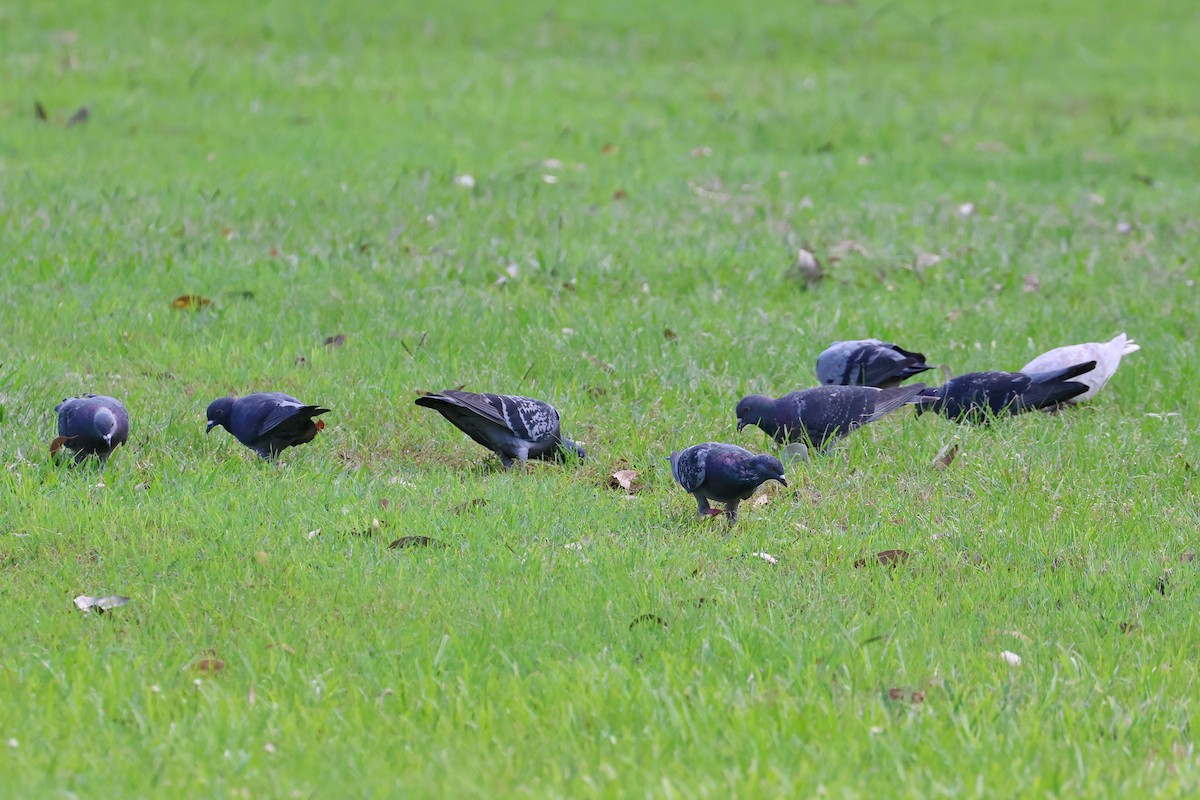 Rock Pigeon (Feral Pigeon) - ML616659758