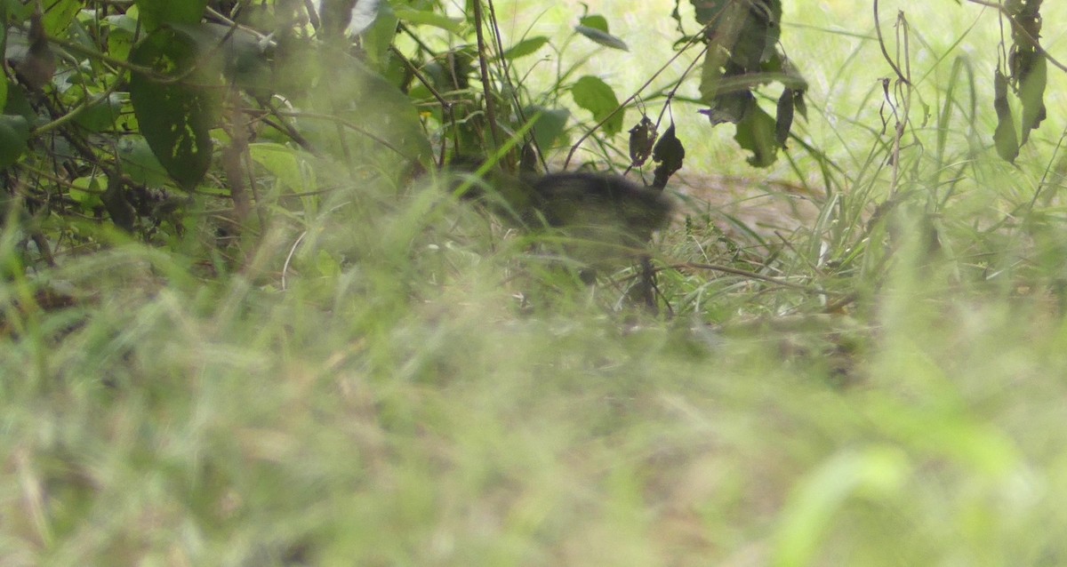 Rufous-necked Wood-Rail - ML616659771