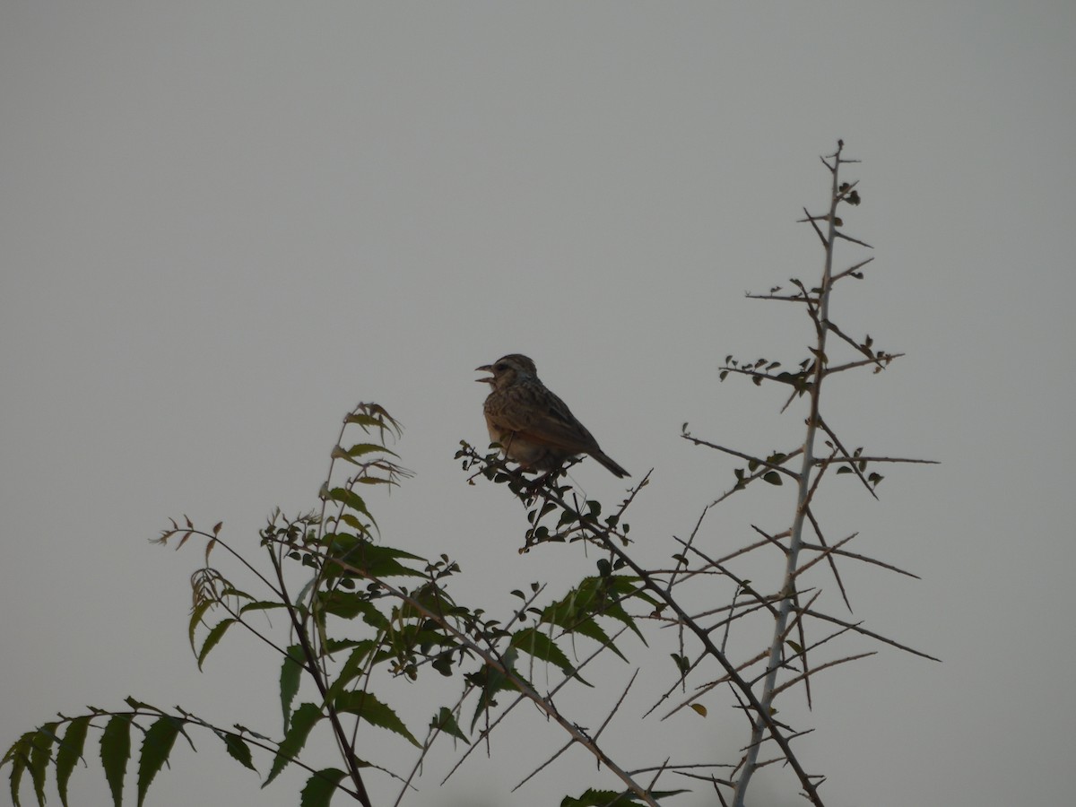 Indian Bushlark - ML616659816