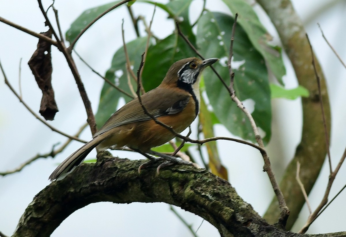 Greater Necklaced Laughingthrush - ML616659861