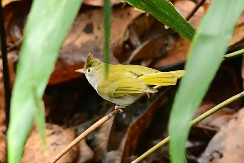 Yuhina Ventriblanca - ML616659873