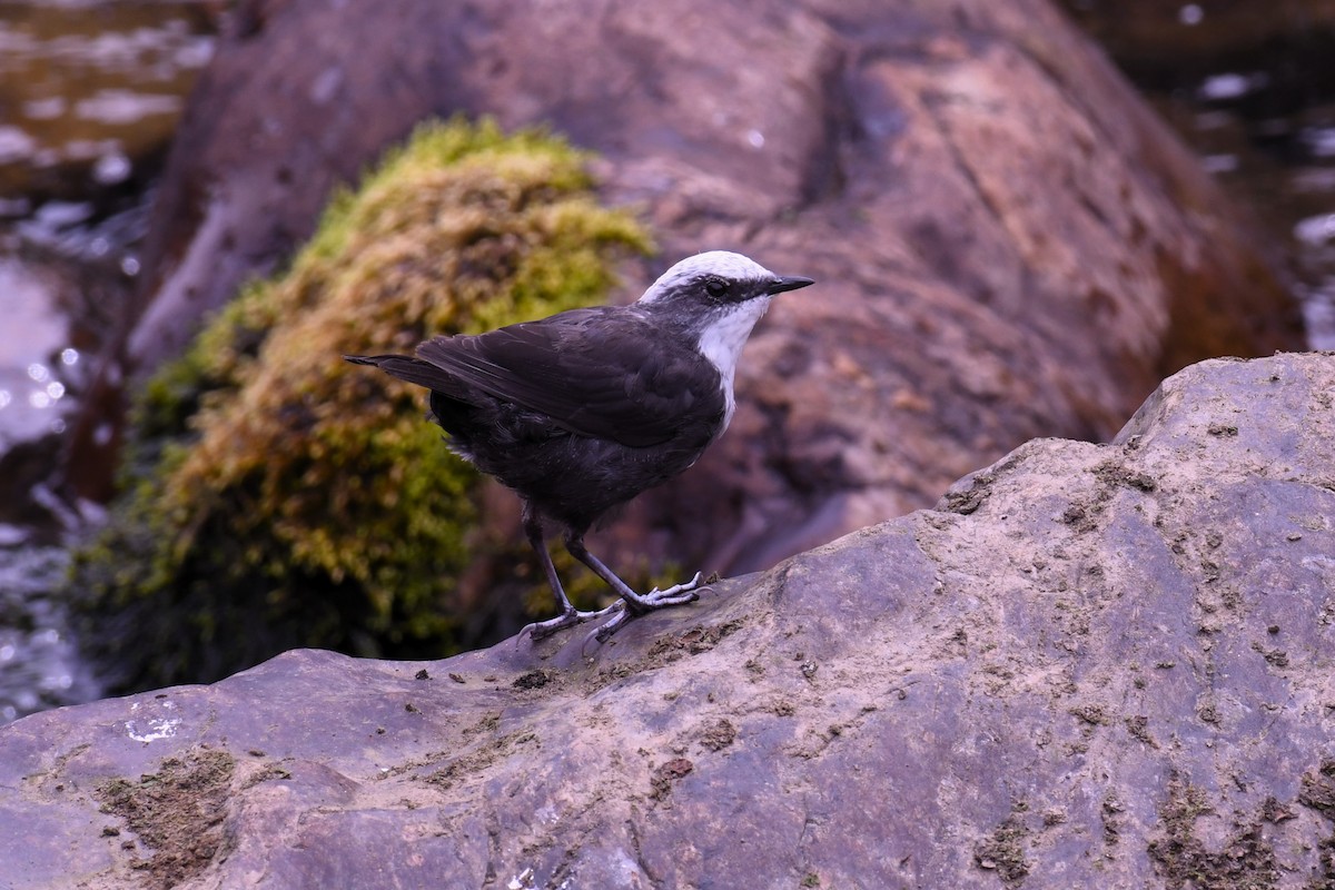 White-capped Dipper - Christian Engel