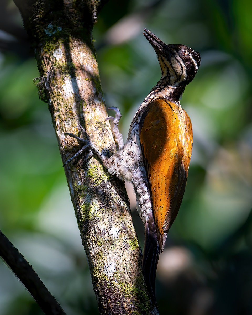 Greater/Common Flameback - ML616659885