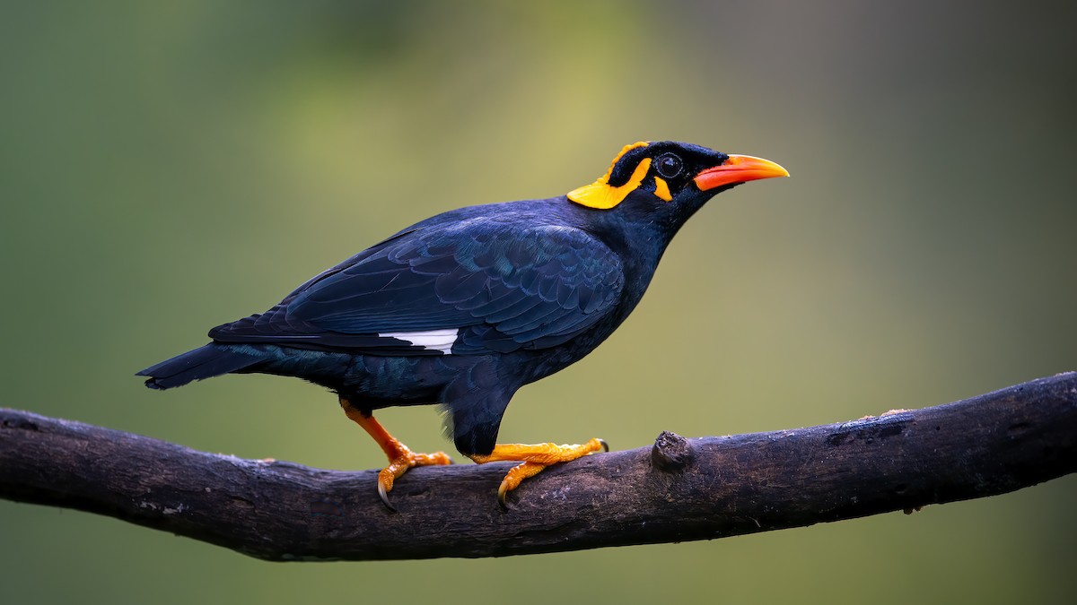 Miná Indio - ML616659915