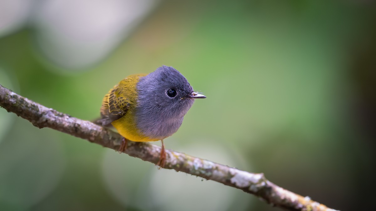 Gray-headed Canary-Flycatcher - ML616659928