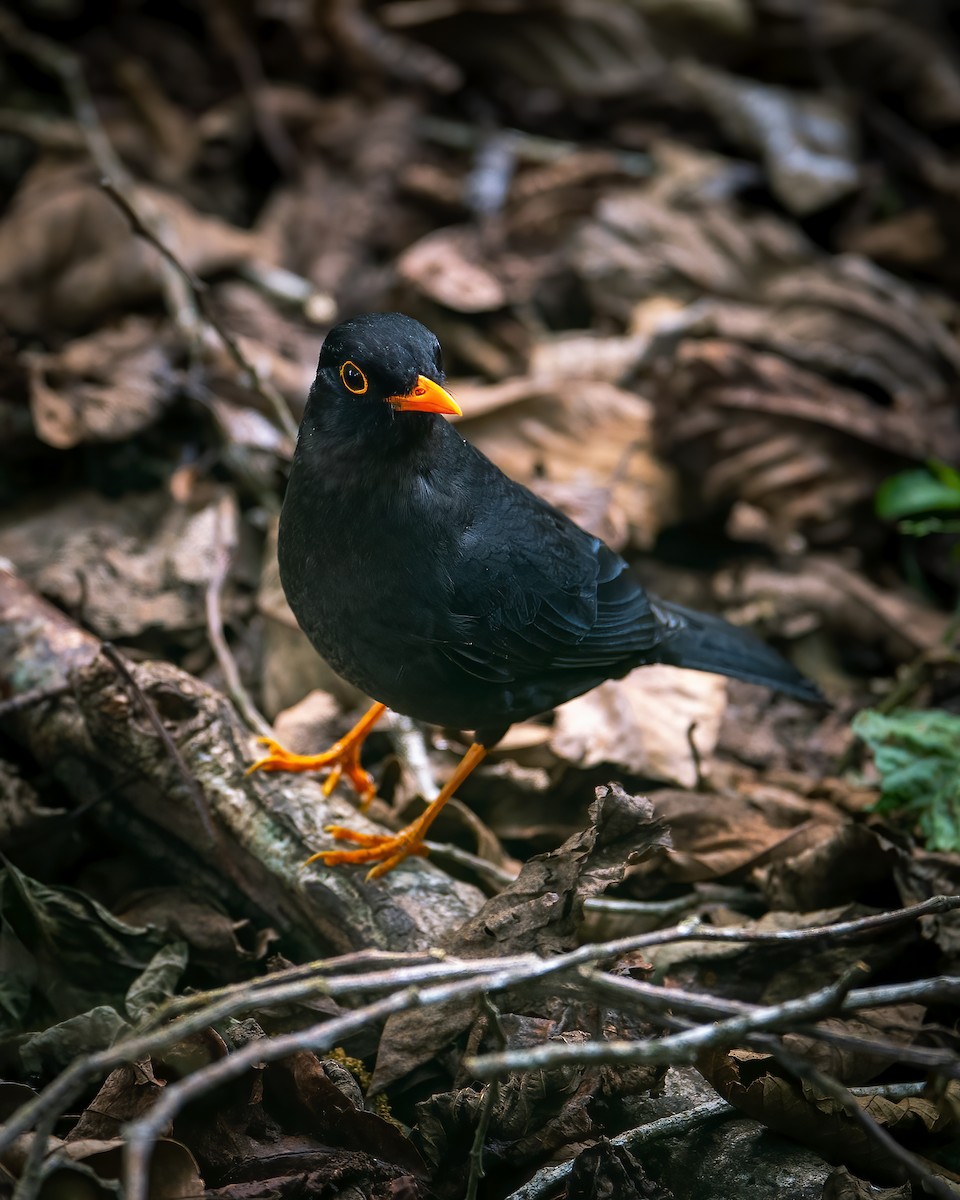 Indian Blackbird - ML616659937