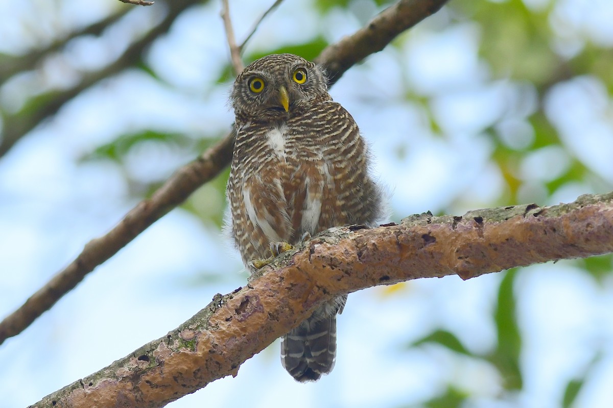 Asian Barred Owlet - ML616659951