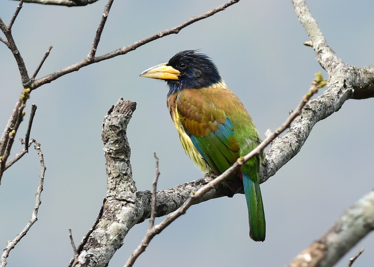 Great Barbet - ML616659993