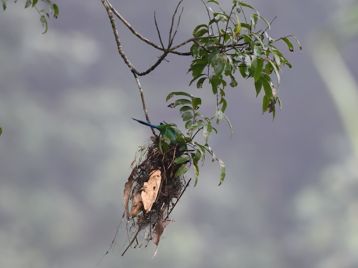 Long-tailed Broadbill - Oleg Chernyshov