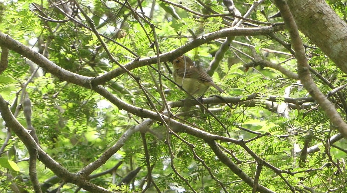 Fulvous-faced Scrub-Tyrant - ML616660124