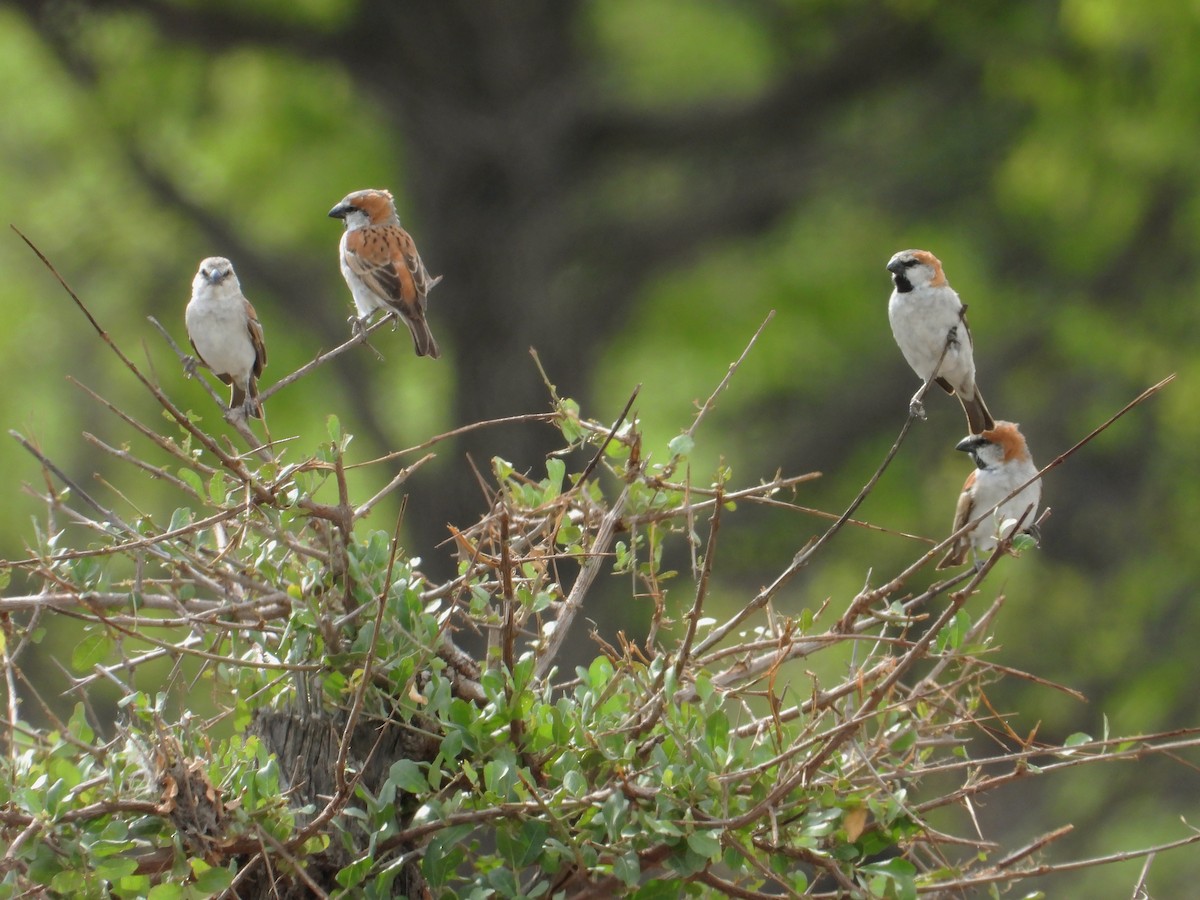 Great Rufous Sparrow - ML616660127