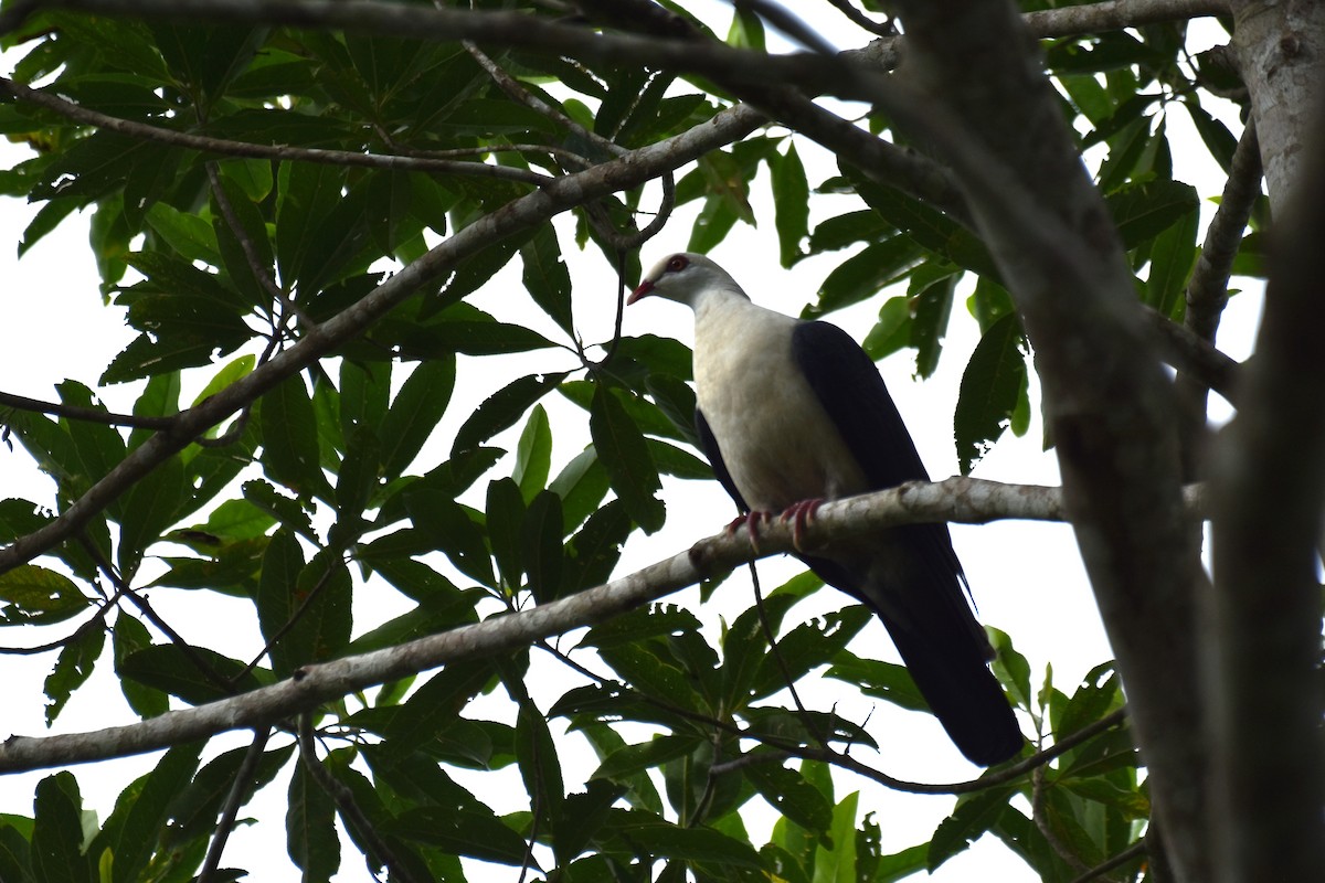 White-headed Pigeon - ML616660144