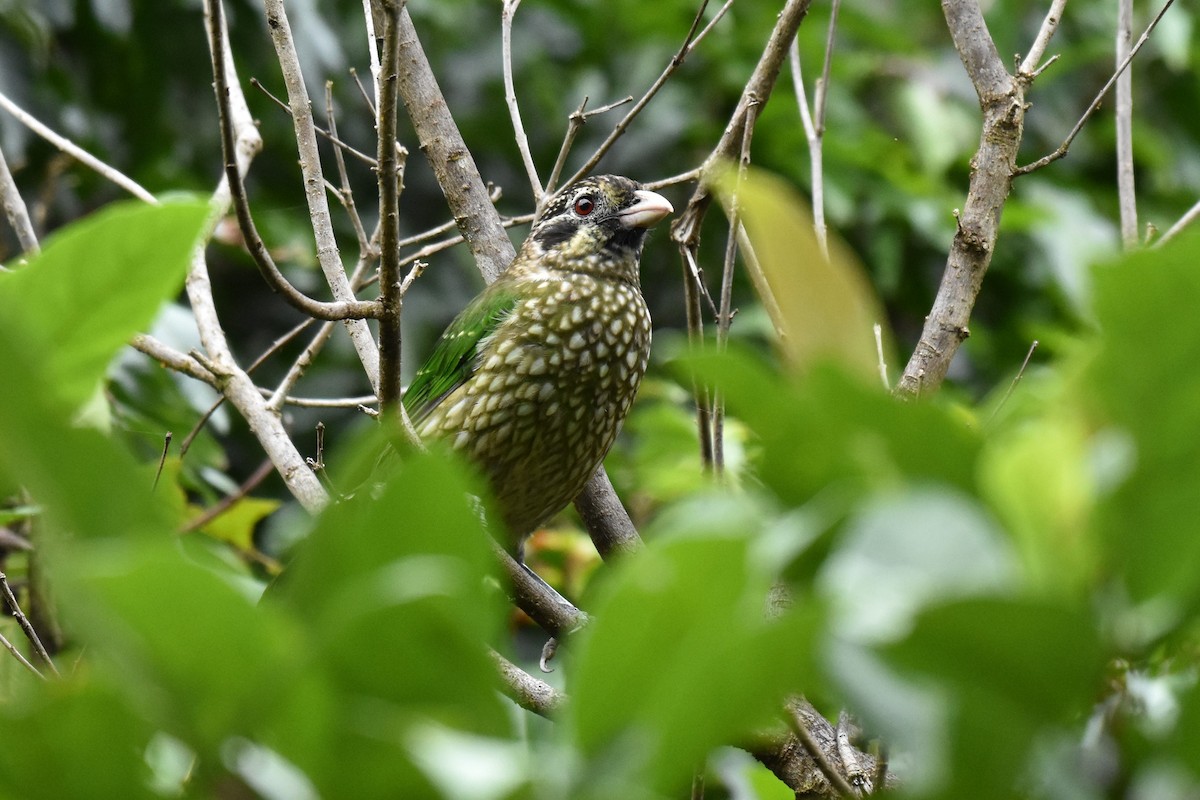 Spotted Catbird - ML616660166