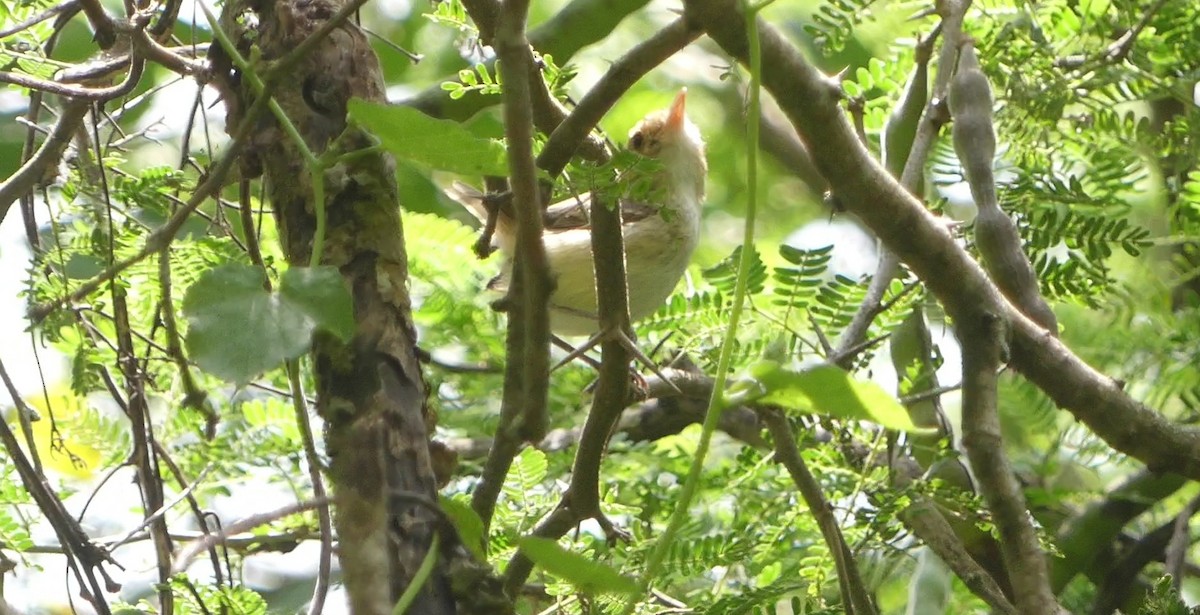 Fulvous-faced Scrub-Tyrant - ML616660174