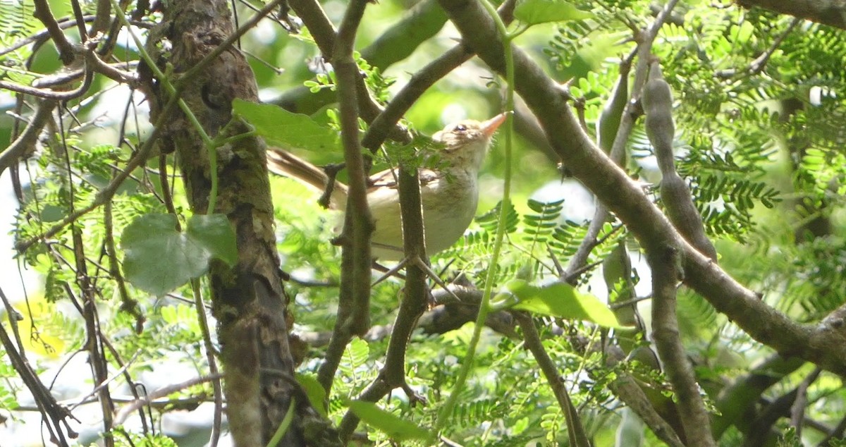 Fulvous-faced Scrub-Tyrant - ML616660176