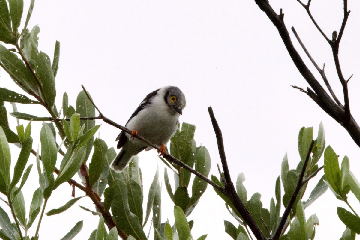 White Helmetshrike (Yellow-eyed) - ML616660185