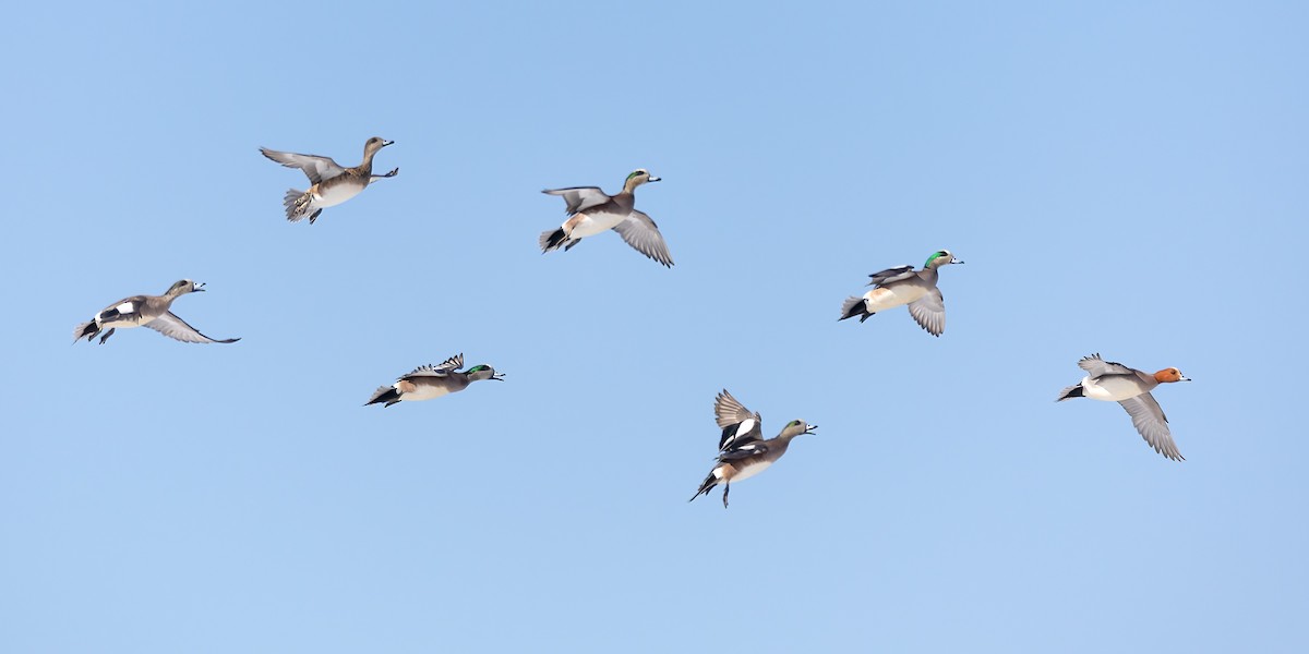 Eurasian Wigeon - ML616660214