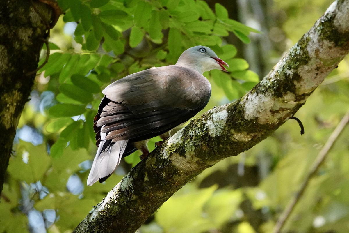 Mountain Imperial-Pigeon - ML616660217