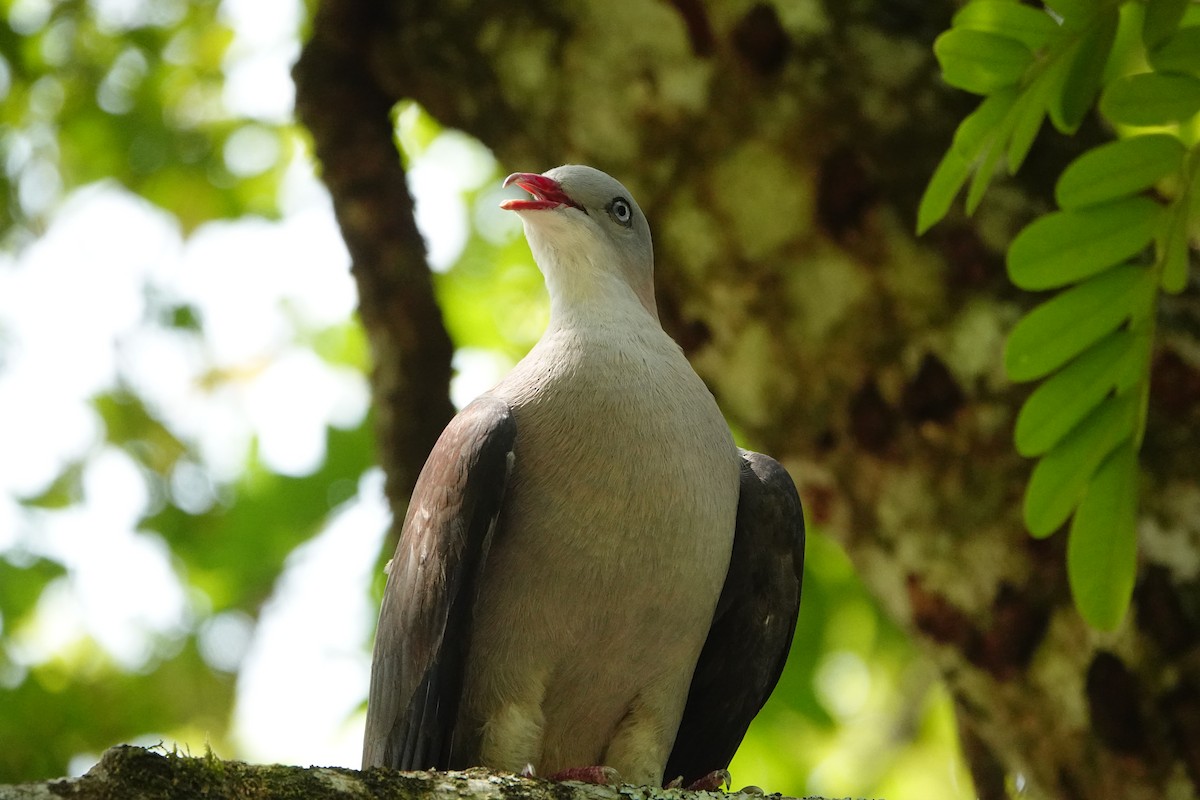 Mountain Imperial-Pigeon - ML616660218