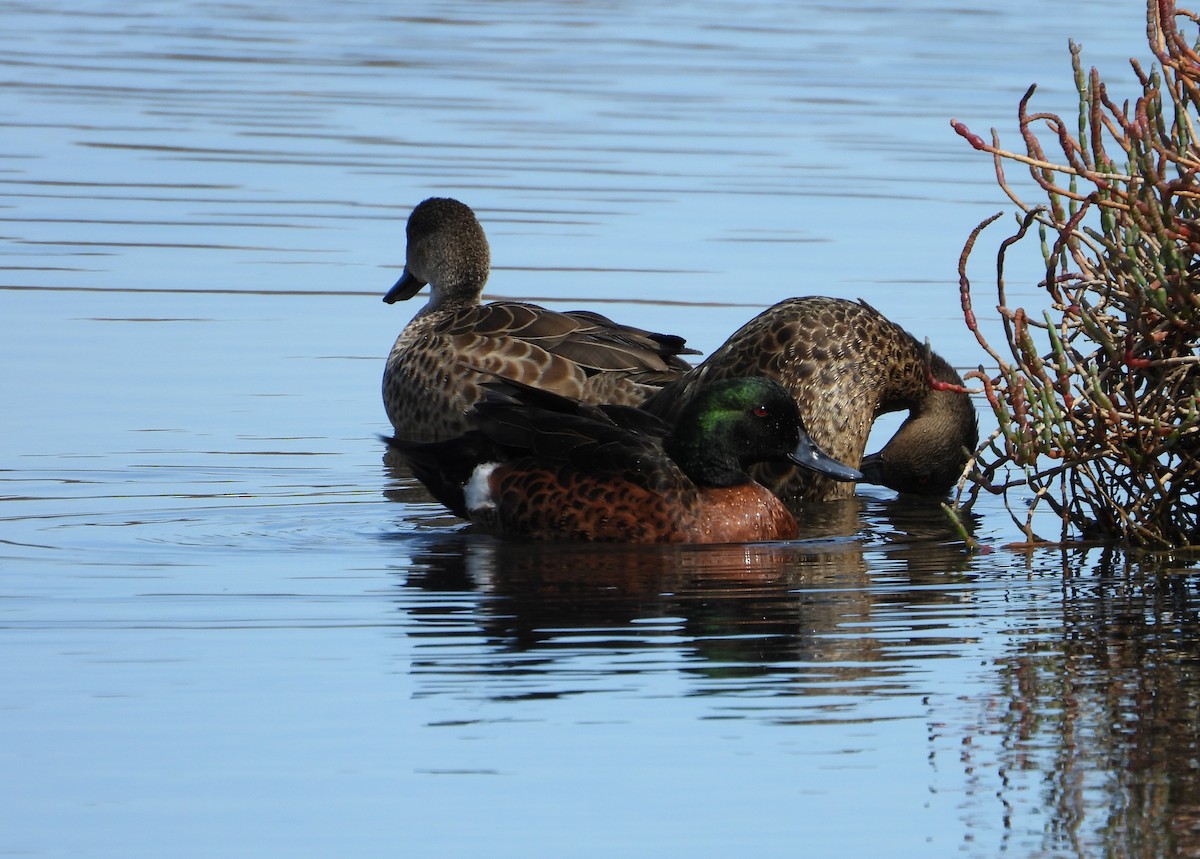 Chestnut Teal - ML616660239