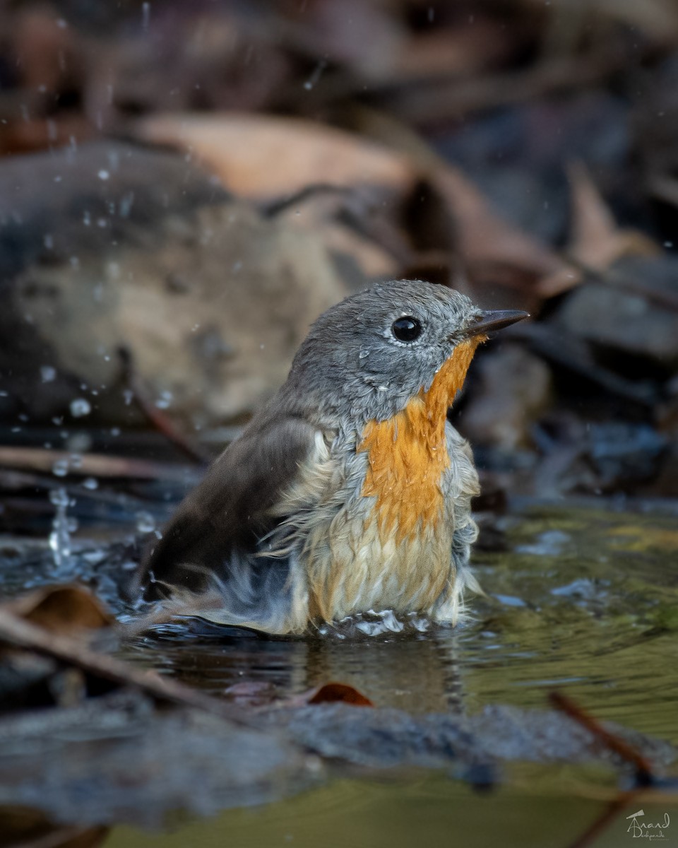 Red-breasted Flycatcher - ML616660277