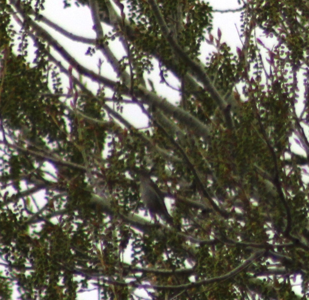 Townsend's Solitaire - ML616660291