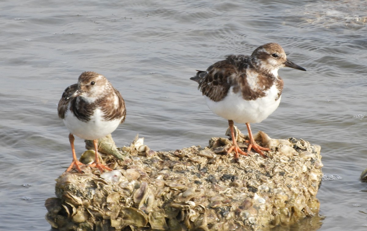 Ruddy Turnstone - ML616660297