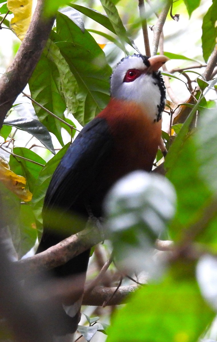 Scale-feathered Malkoha - ML616660333