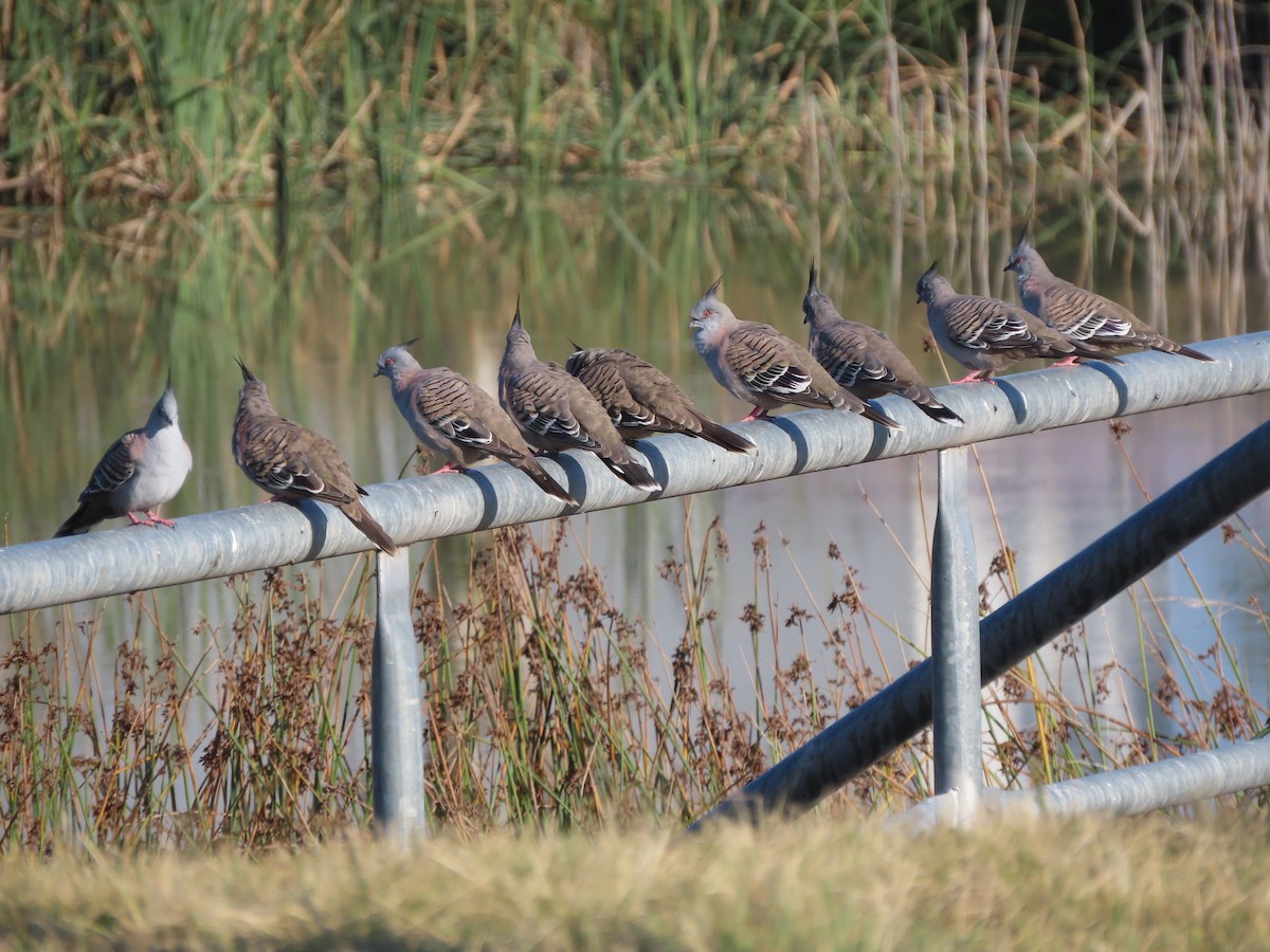 Crested Pigeon - ML616660340