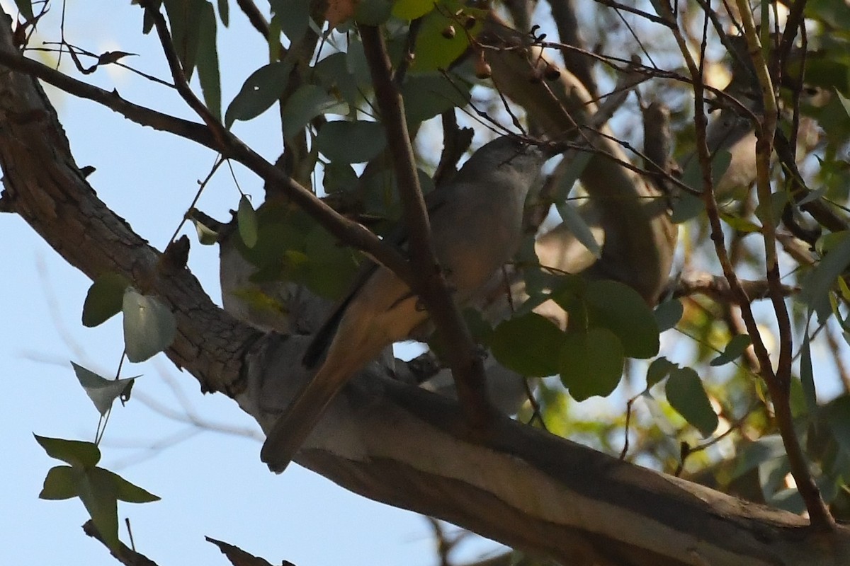 Gray Shrikethrush - Michael Louey