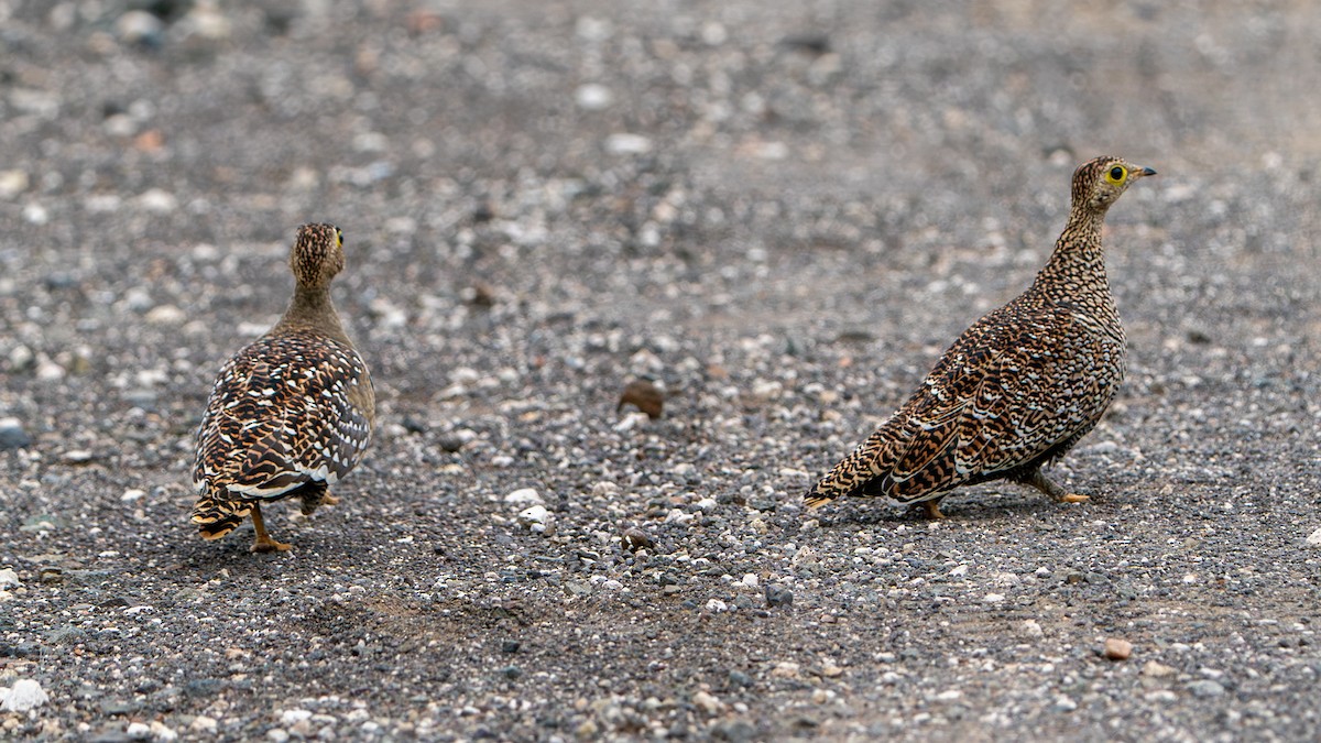 Double-banded Sandgrouse - ML616660400