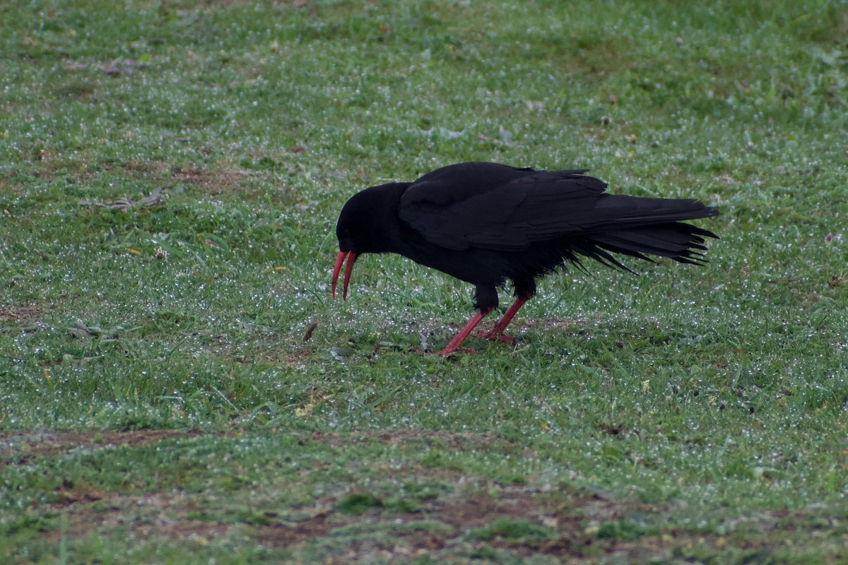 Red-billed Chough - ML616660457