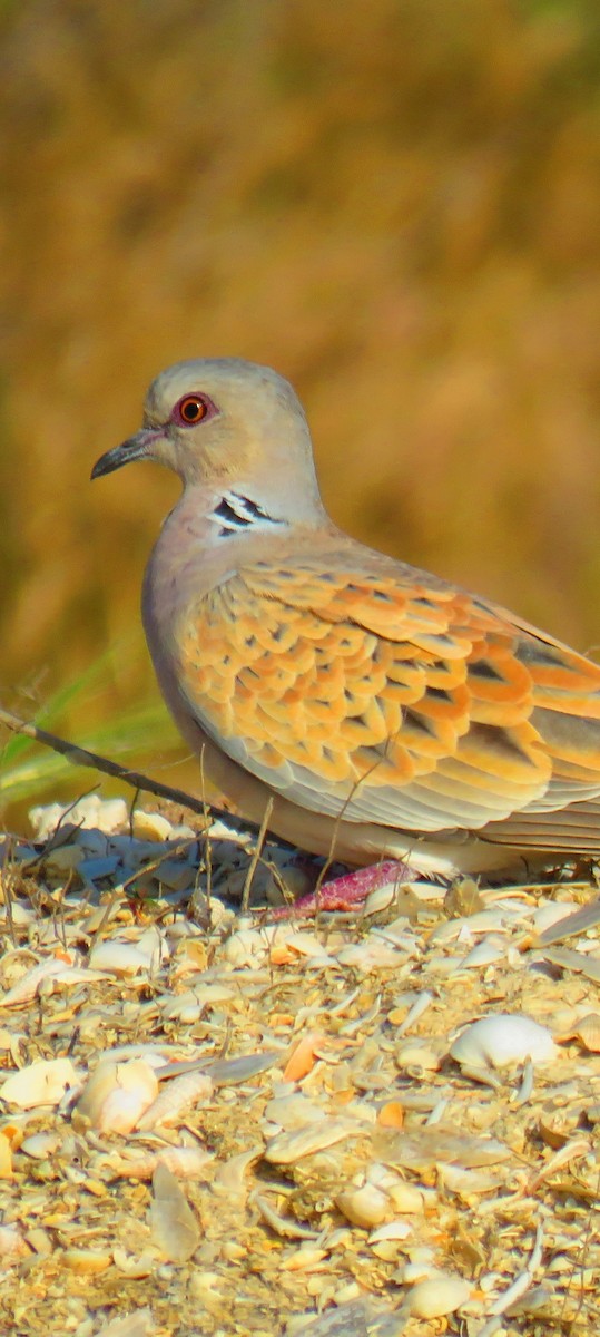 European Turtle-Dove - ML616660463