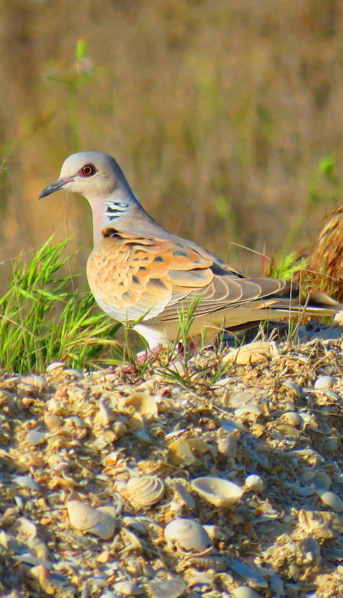 European Turtle-Dove - ML616660464