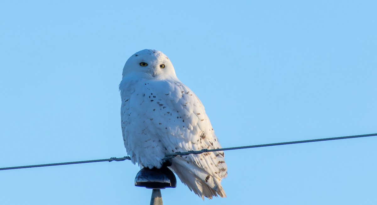 Snowy Owl - ML616660485