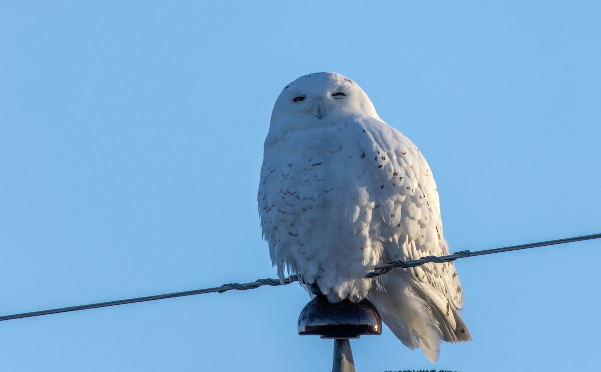 Snowy Owl - ML616660488