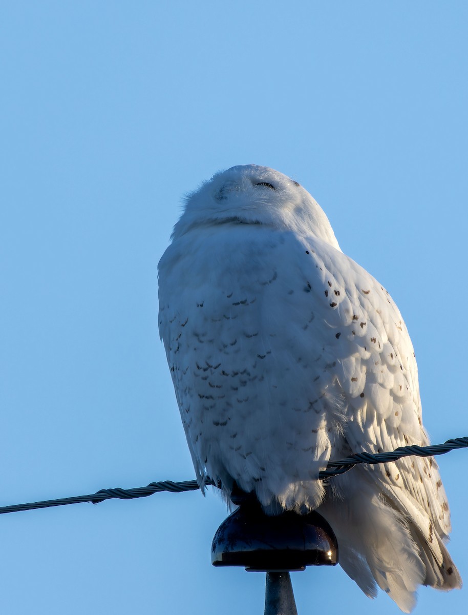 Snowy Owl - ML616660489