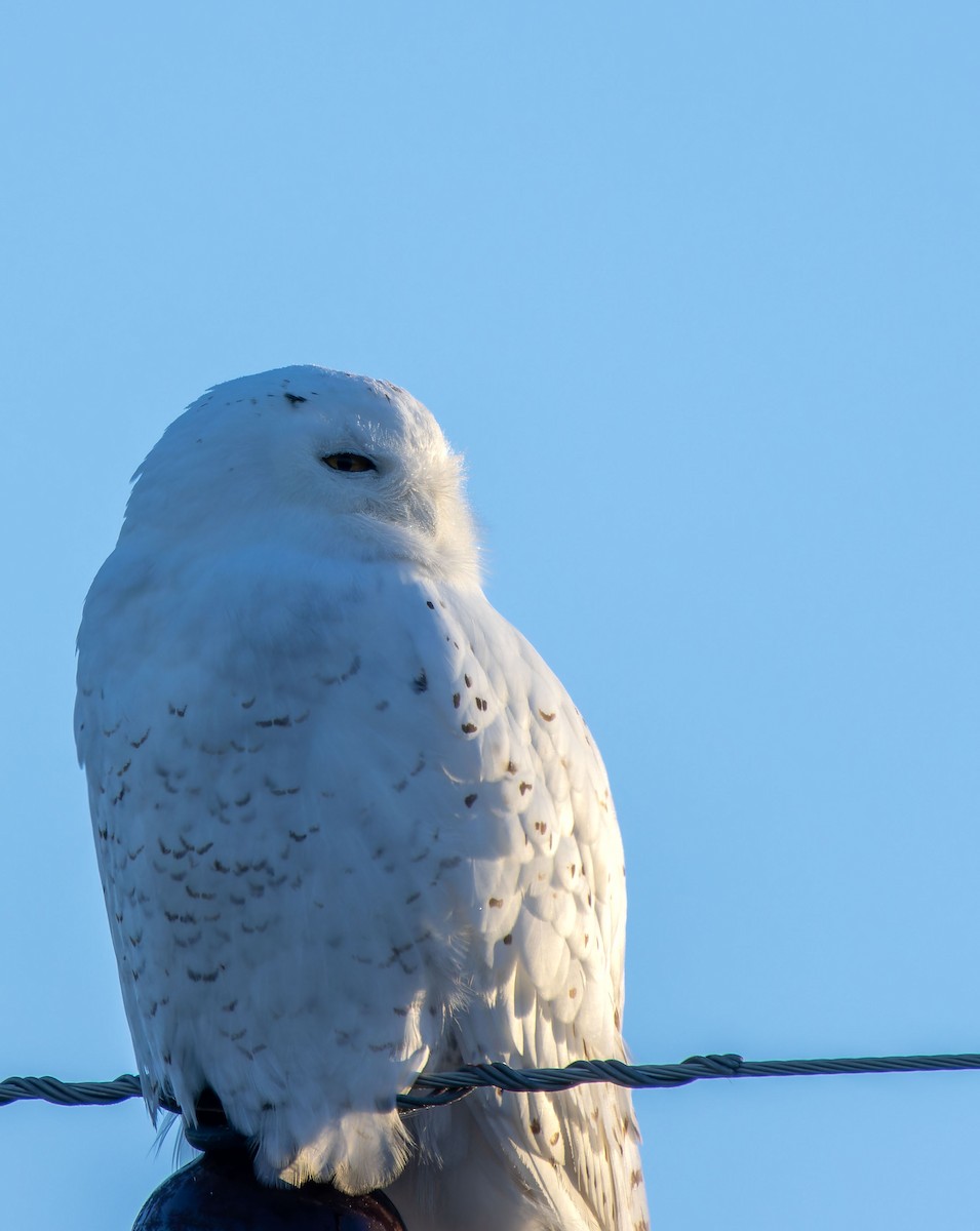 Snowy Owl - ML616660491