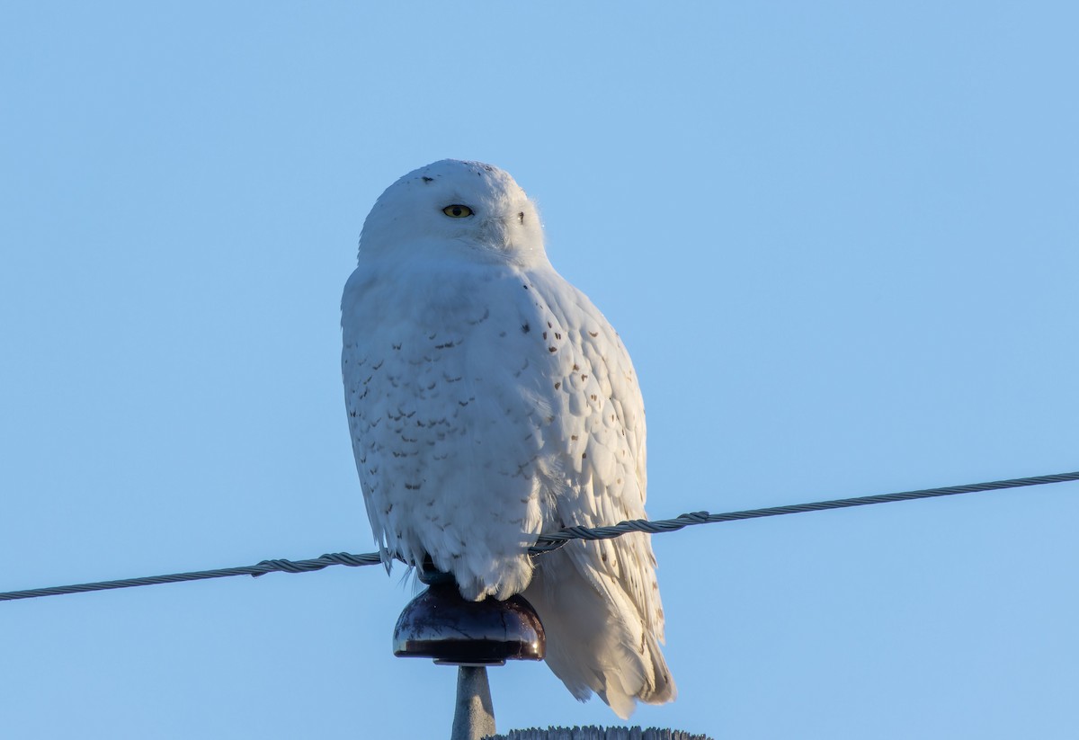 Snowy Owl - ML616660493