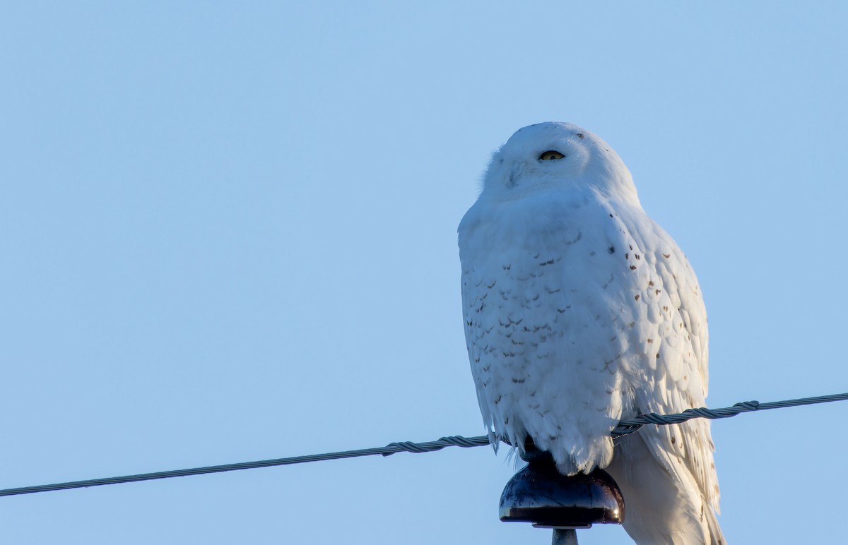 Snowy Owl - ML616660494