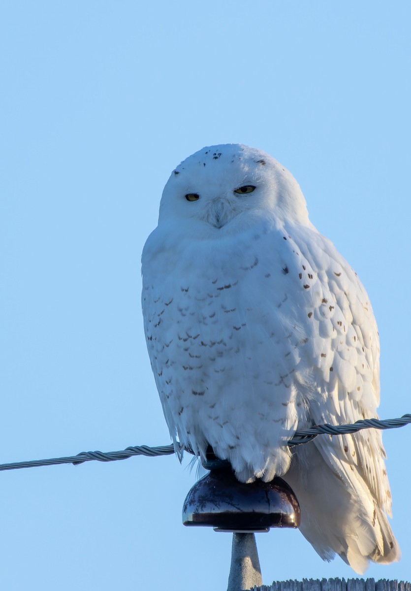 Snowy Owl - ML616660495