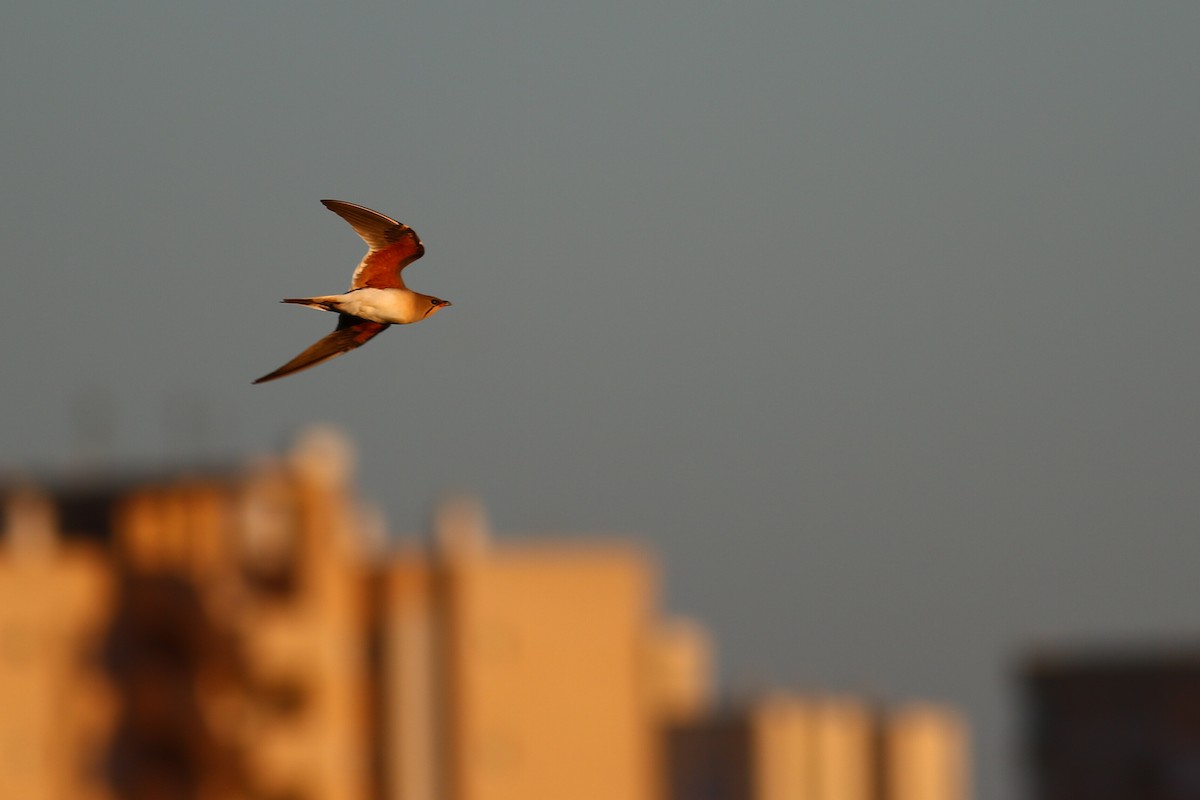 Collared Pratincole - ML616660507